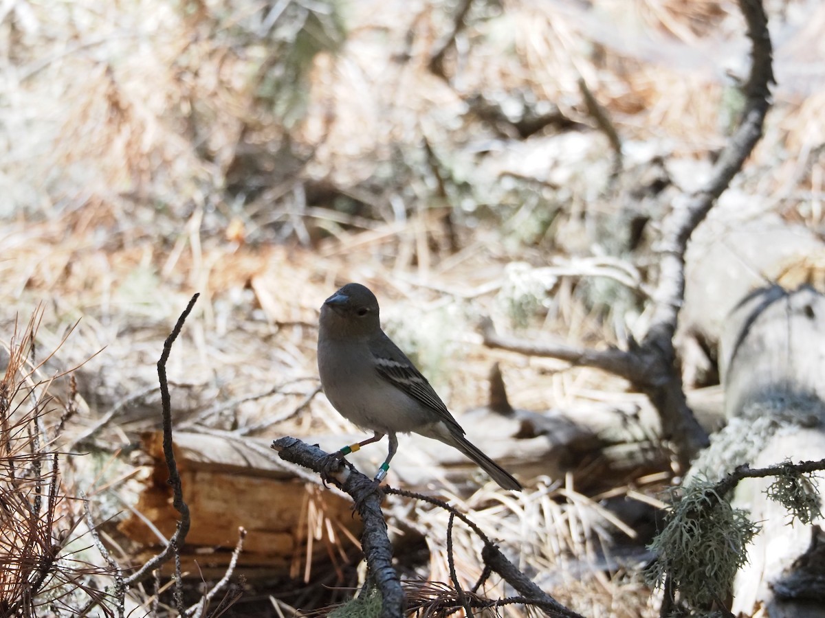 Gran Canaria Blue Chaffinch - ML637259413