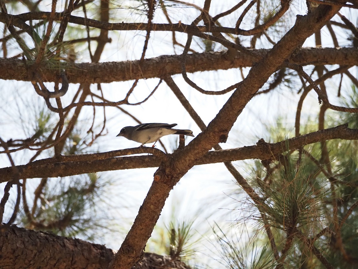 Gran Canaria Blue Chaffinch - ML637259416