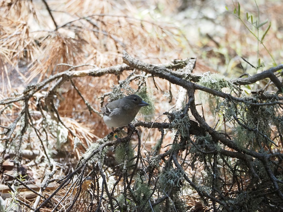 Gran Canaria Blue Chaffinch - ML637259418