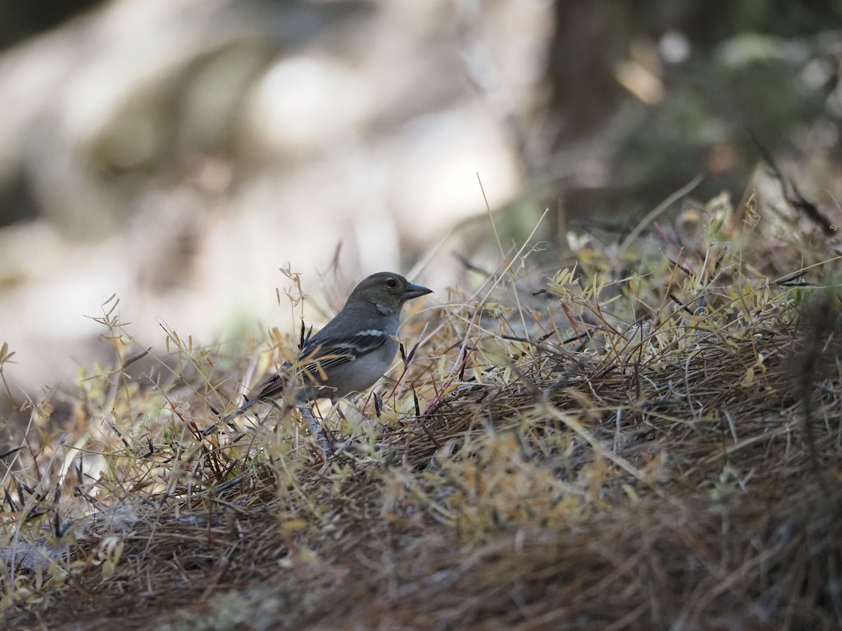 Gran Canaria Blue Chaffinch - ML637259428