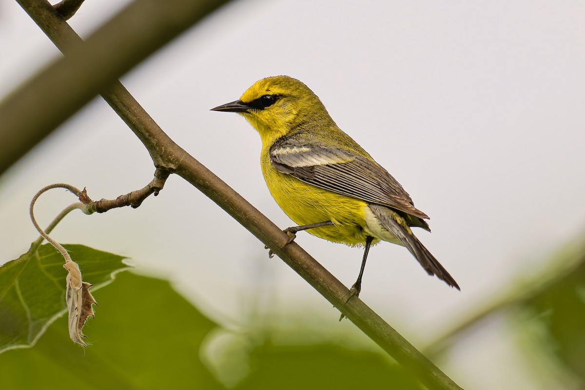 Blue-winged Warbler - ML637259493