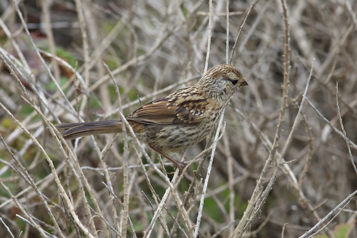 White-crowned Sparrow (nuttalli) - ML637259514