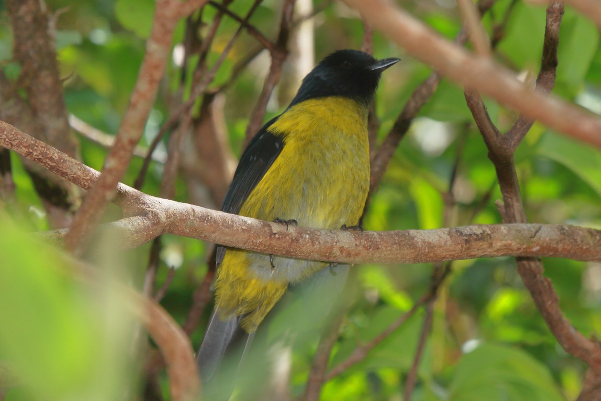 Black-and-yellow Silky-flycatcher - ML637259563