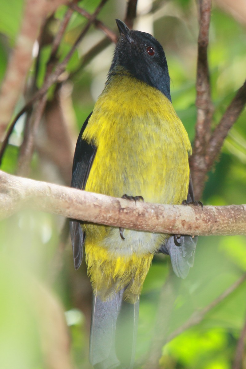 Black-and-yellow Silky-flycatcher - ML637259564