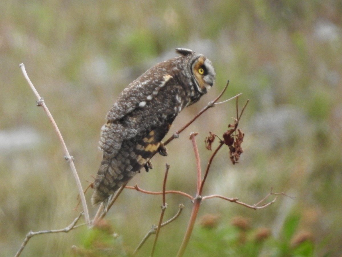 Long-eared Owl (American) - ML637259585