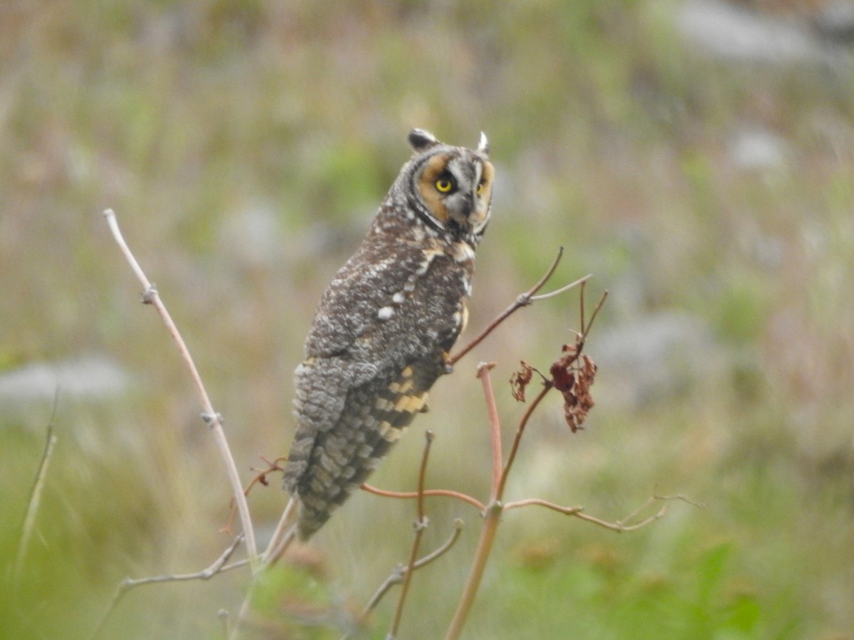 Long-eared Owl (American) - ML637259588