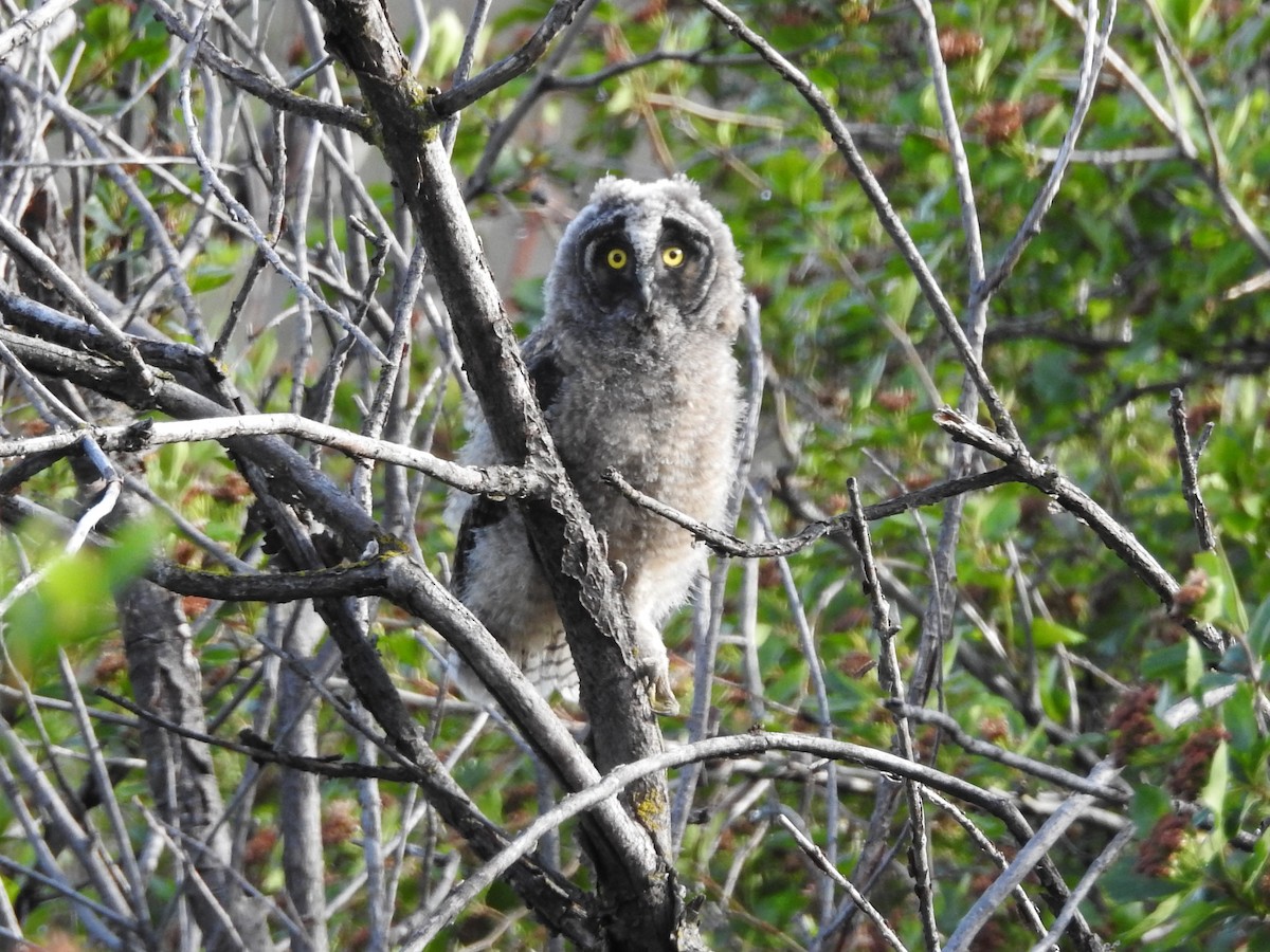 Long-eared Owl (American) - ML637259589