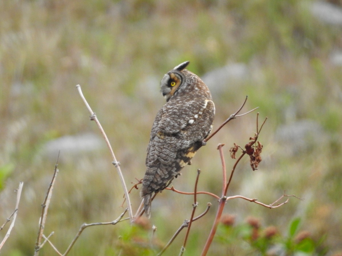 Long-eared Owl (American) - ML637259590