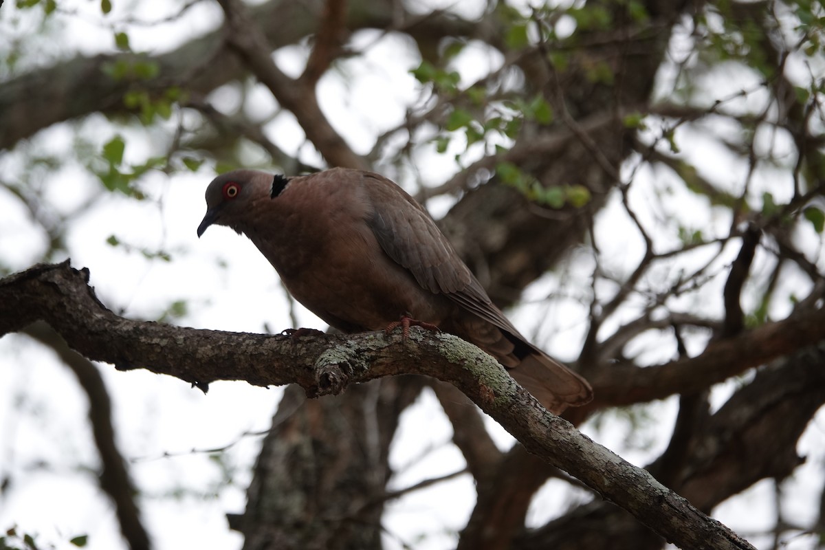 Mourning Collared-Dove - ML637259591