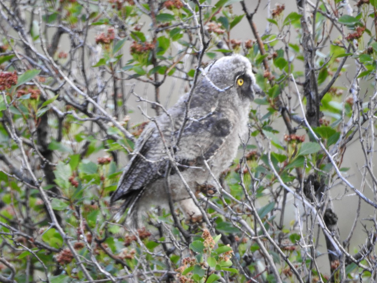 Long-eared Owl (American) - ML637259592