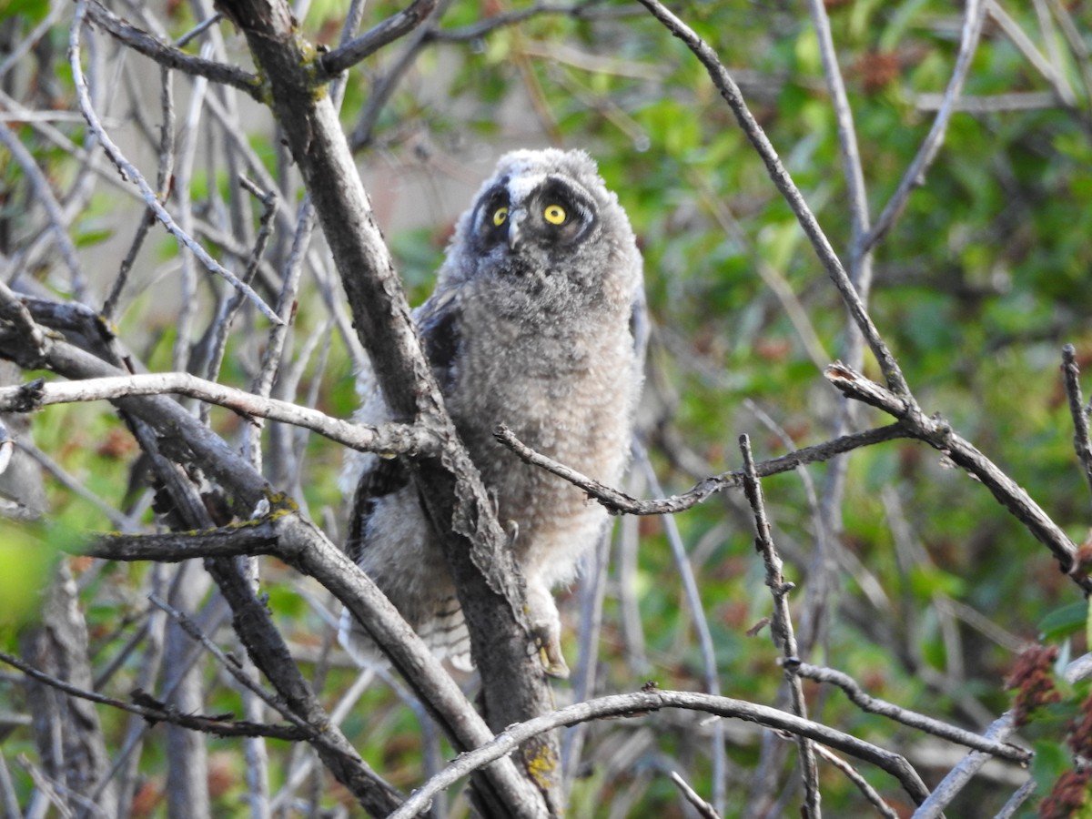 Long-eared Owl (American) - ML637259593