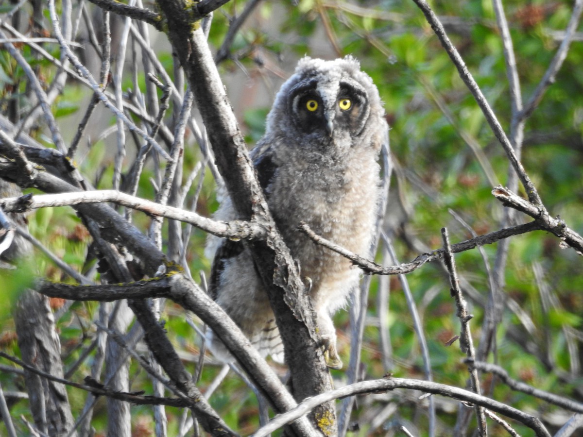 Long-eared Owl (American) - ML637259594