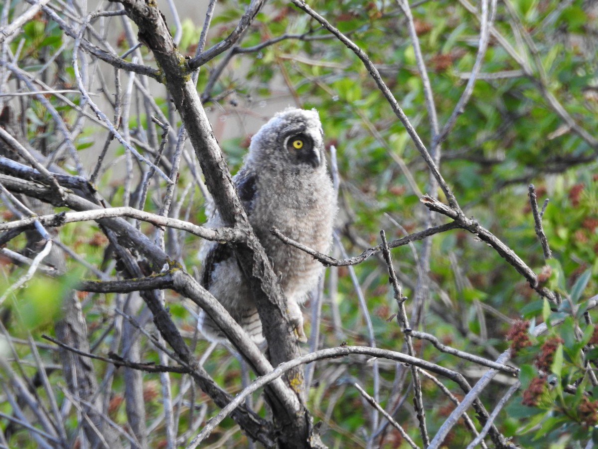 Long-eared Owl (American) - ML637259595