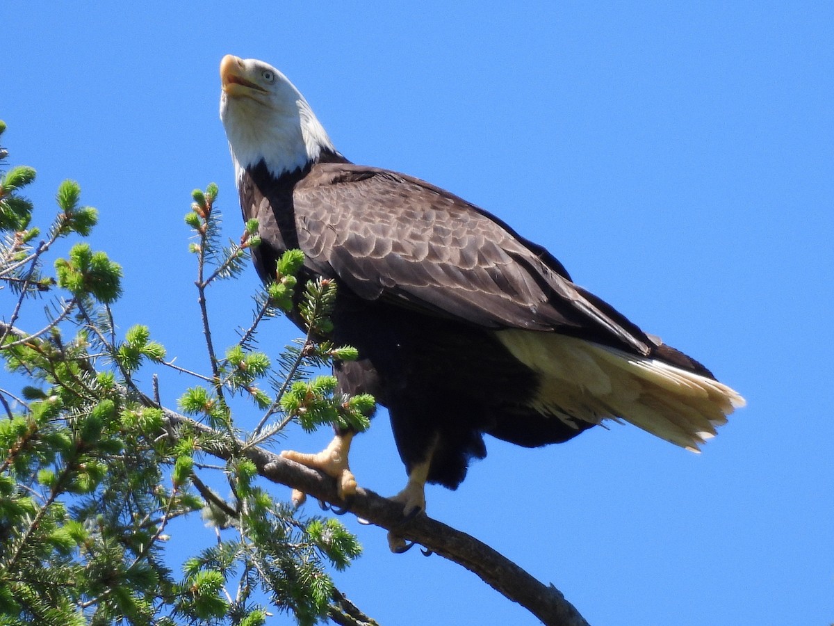Bald Eagle - ML637259614