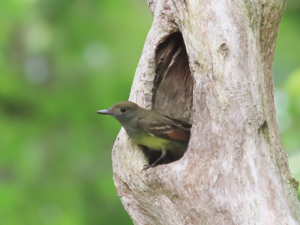 Great Crested Flycatcher - ML637259634