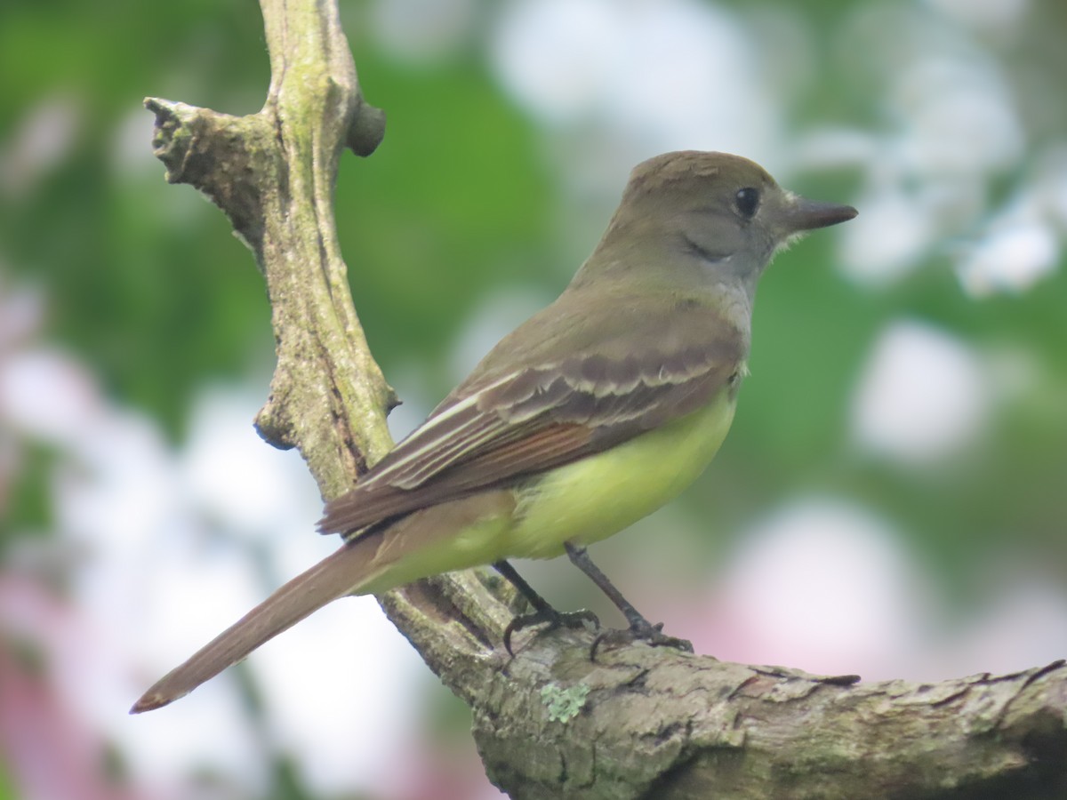 Great Crested Flycatcher - ML637259635