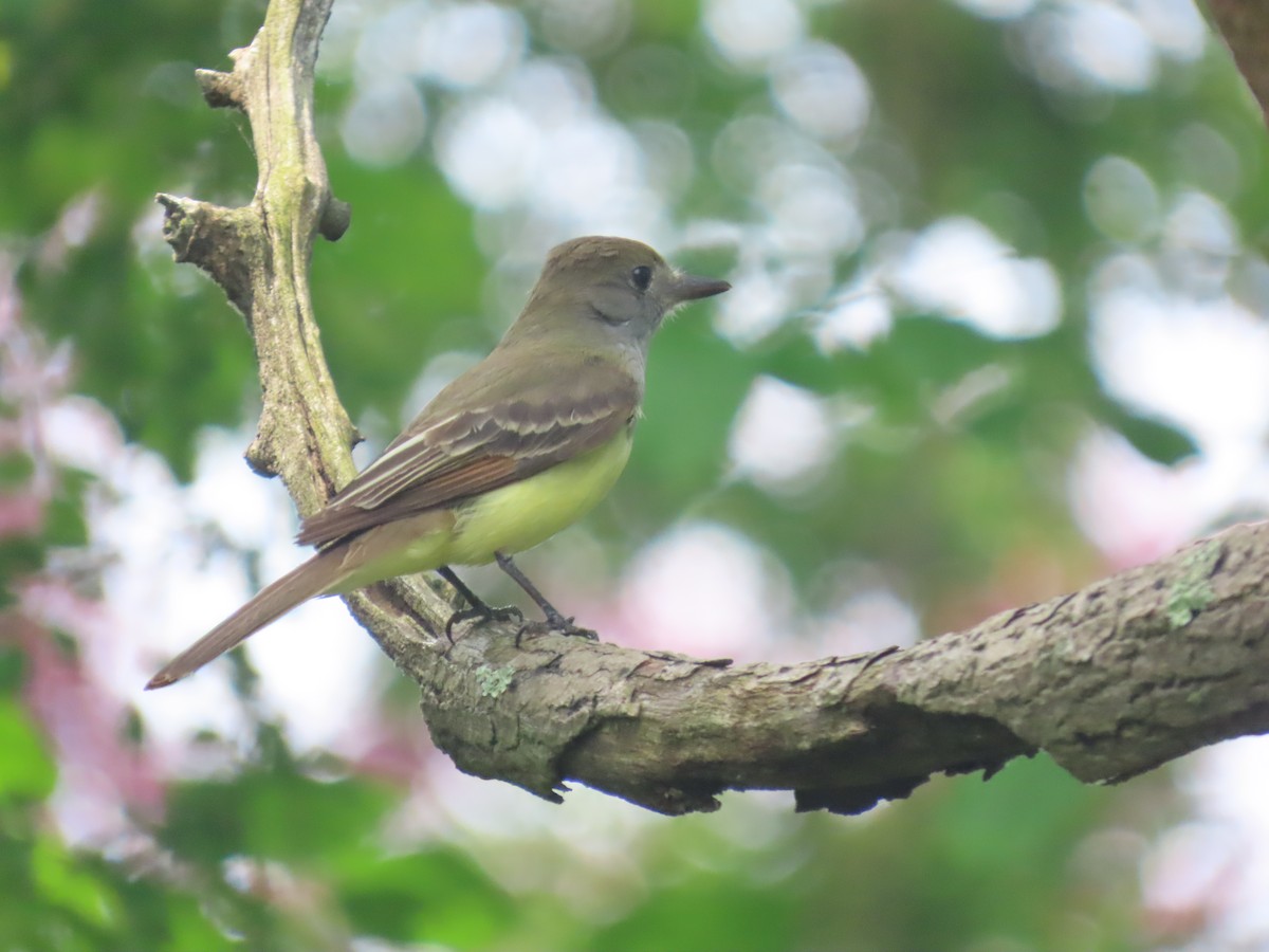 Great Crested Flycatcher - ML637259637