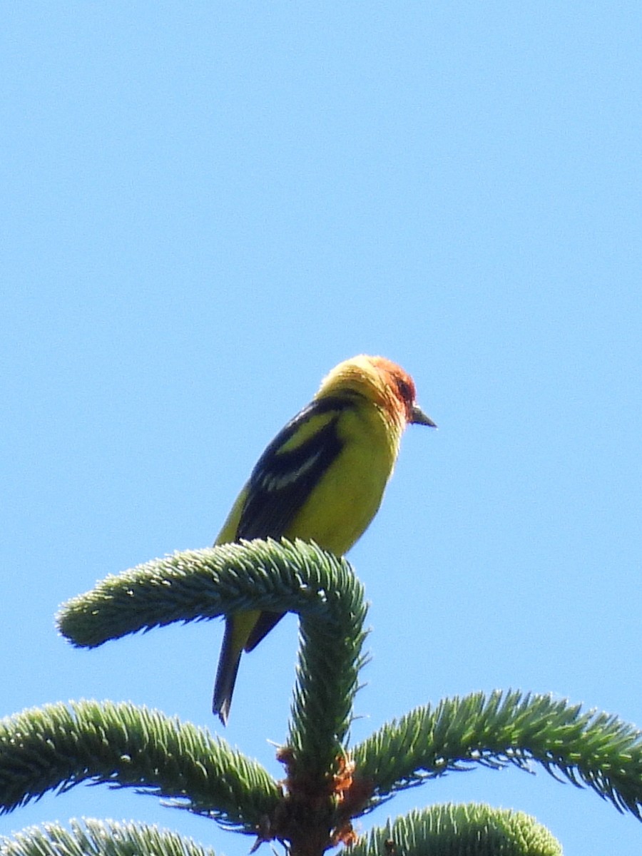 Western Tanager - ML637259643