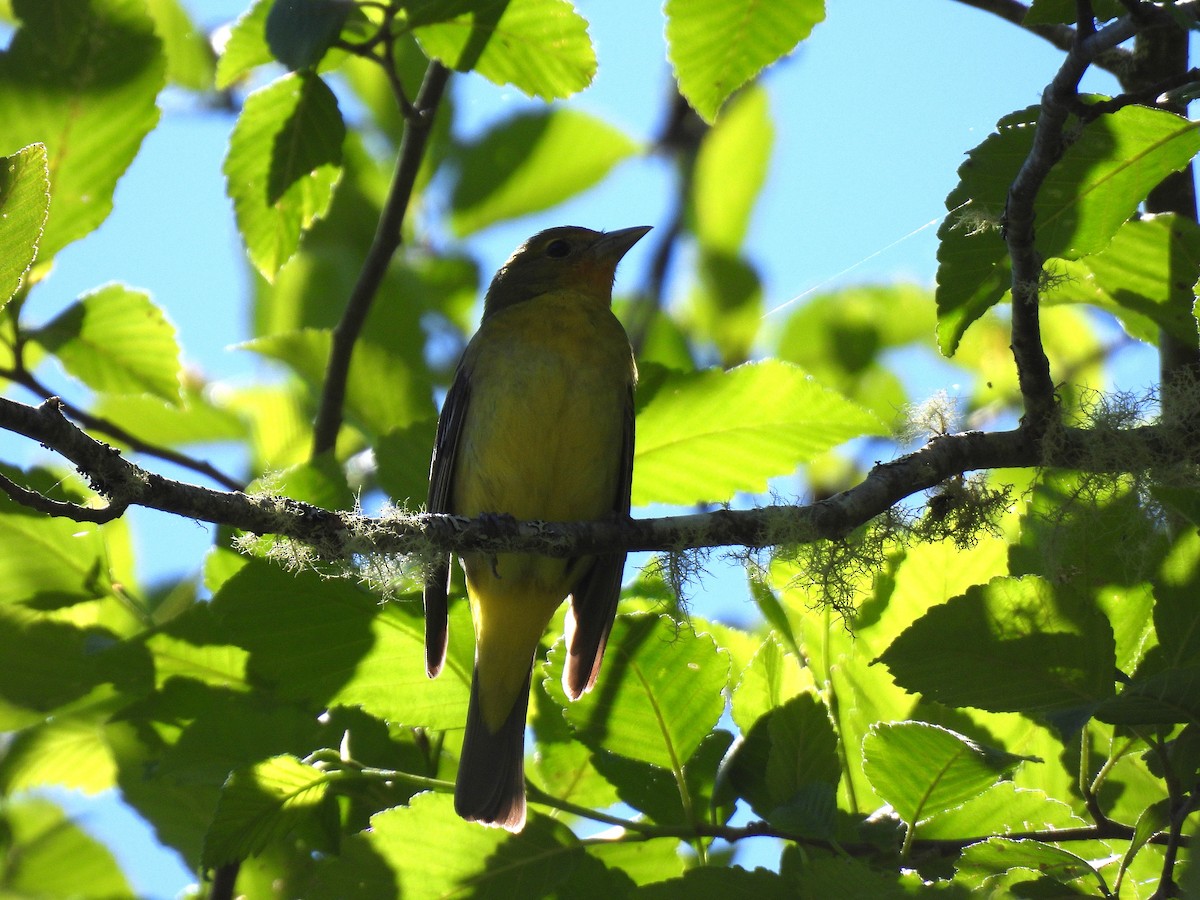 Western Tanager - ML637259644