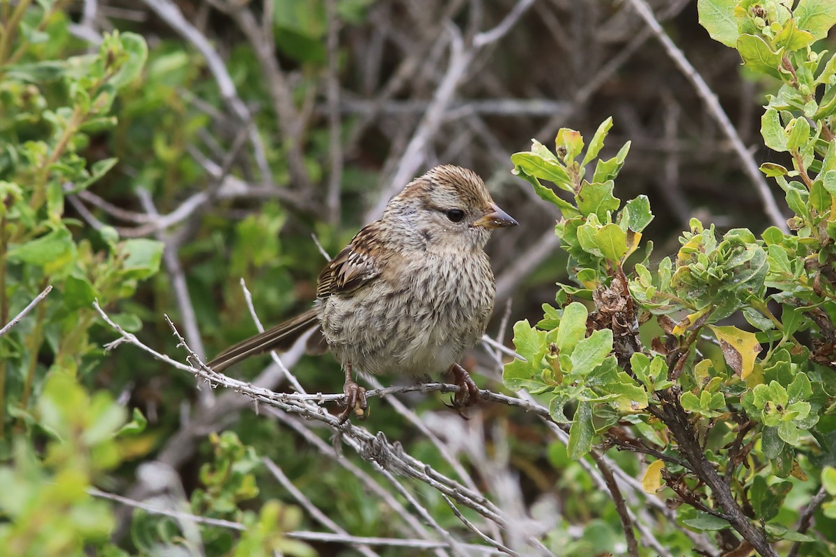 White-crowned Sparrow (nuttalli) - ML637259646