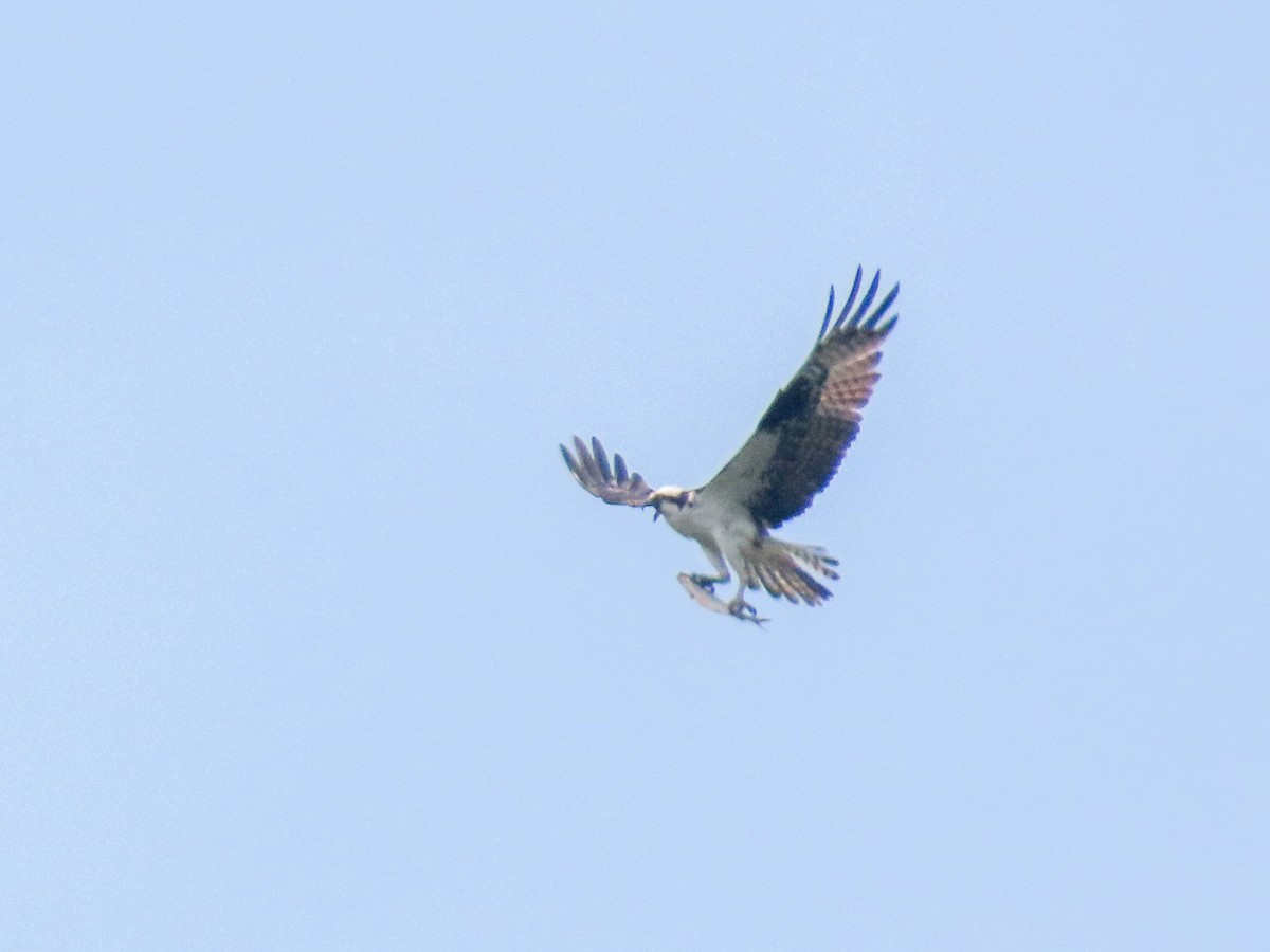 Osprey - ML637259652