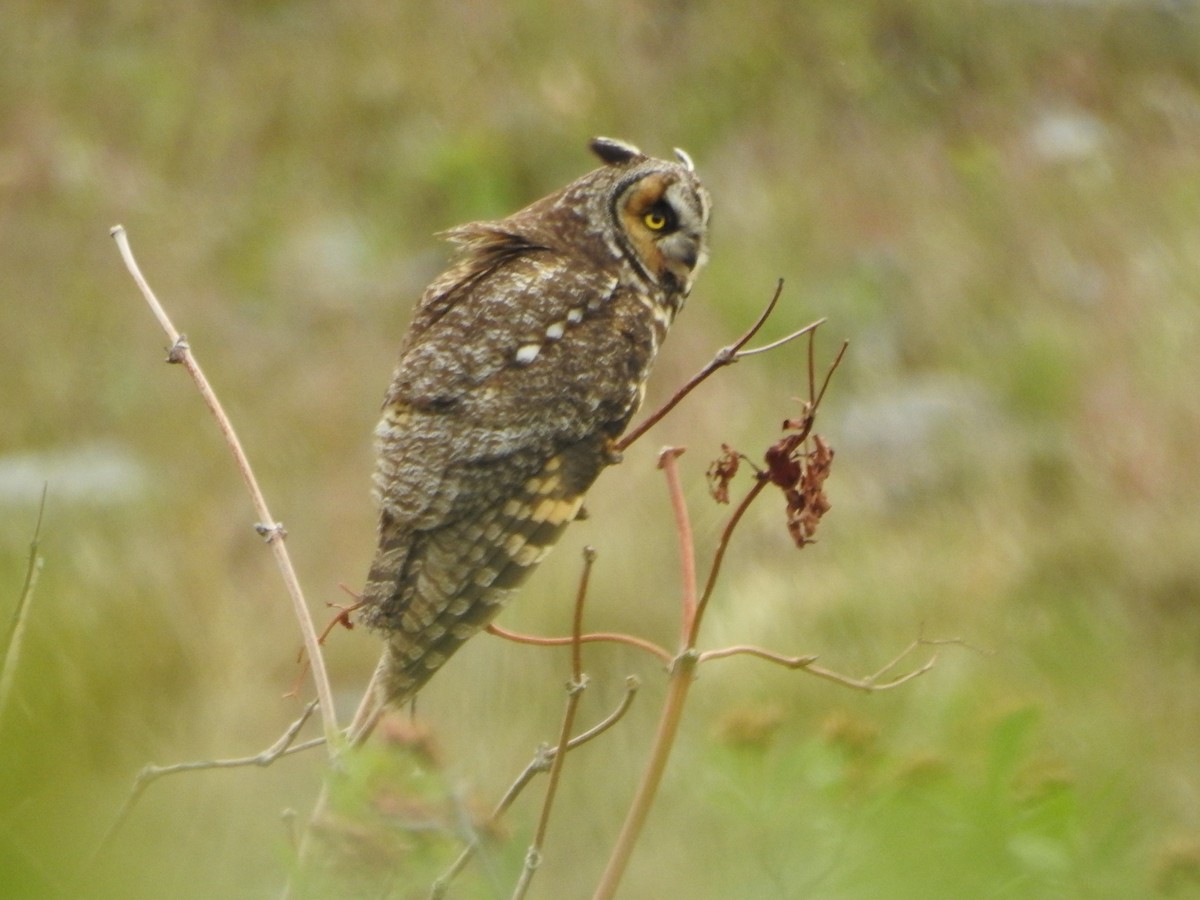 Long-eared Owl (American) - ML637259678
