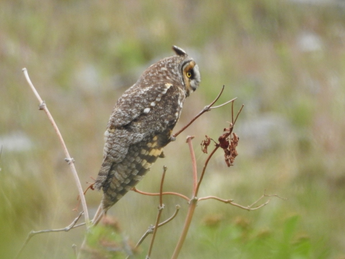 Long-eared Owl (American) - ML637259685