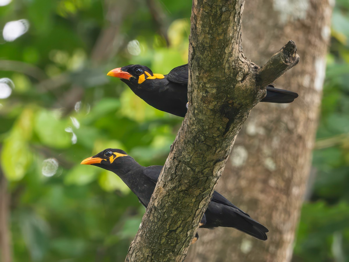 Common Hill Myna (Common) - ML637259742