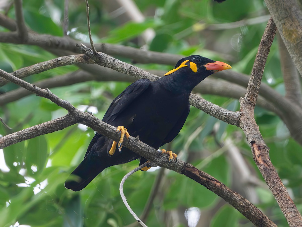 Common Hill Myna (Common) - ML637259743