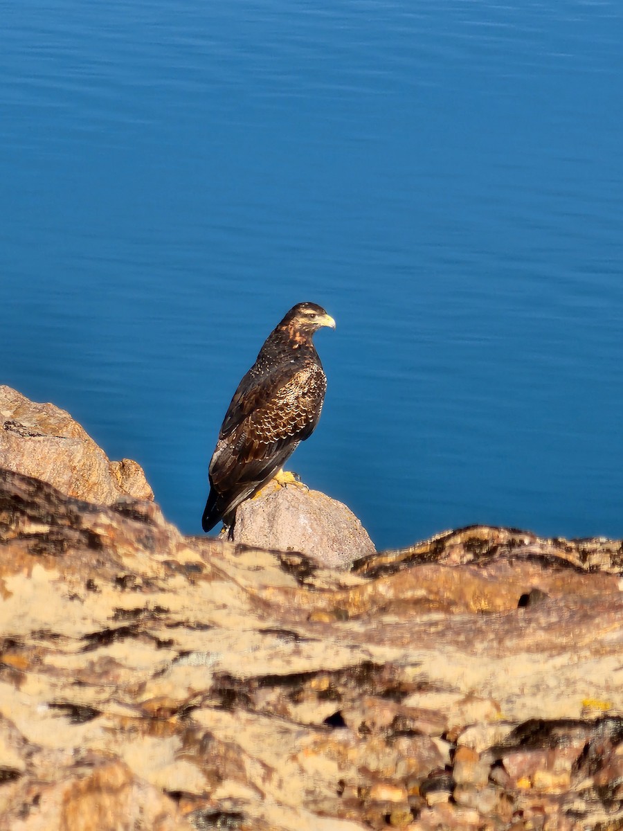 Black-chested Buzzard-Eagle - ML637259746