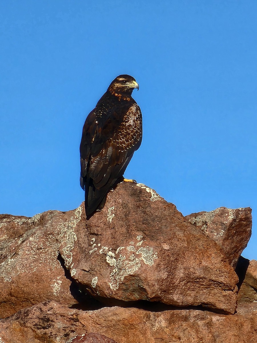 Black-chested Buzzard-Eagle - ML637259747