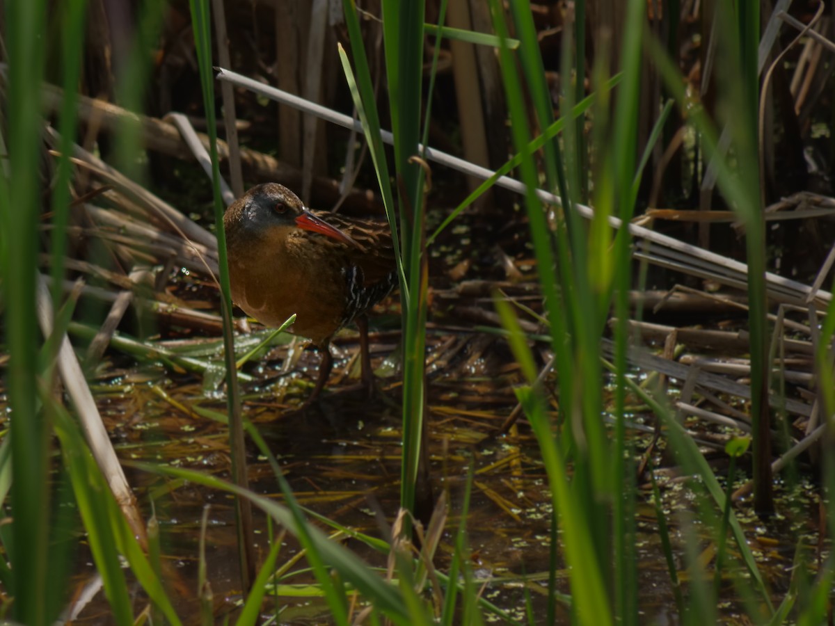 Virginia Rail - ML637259749