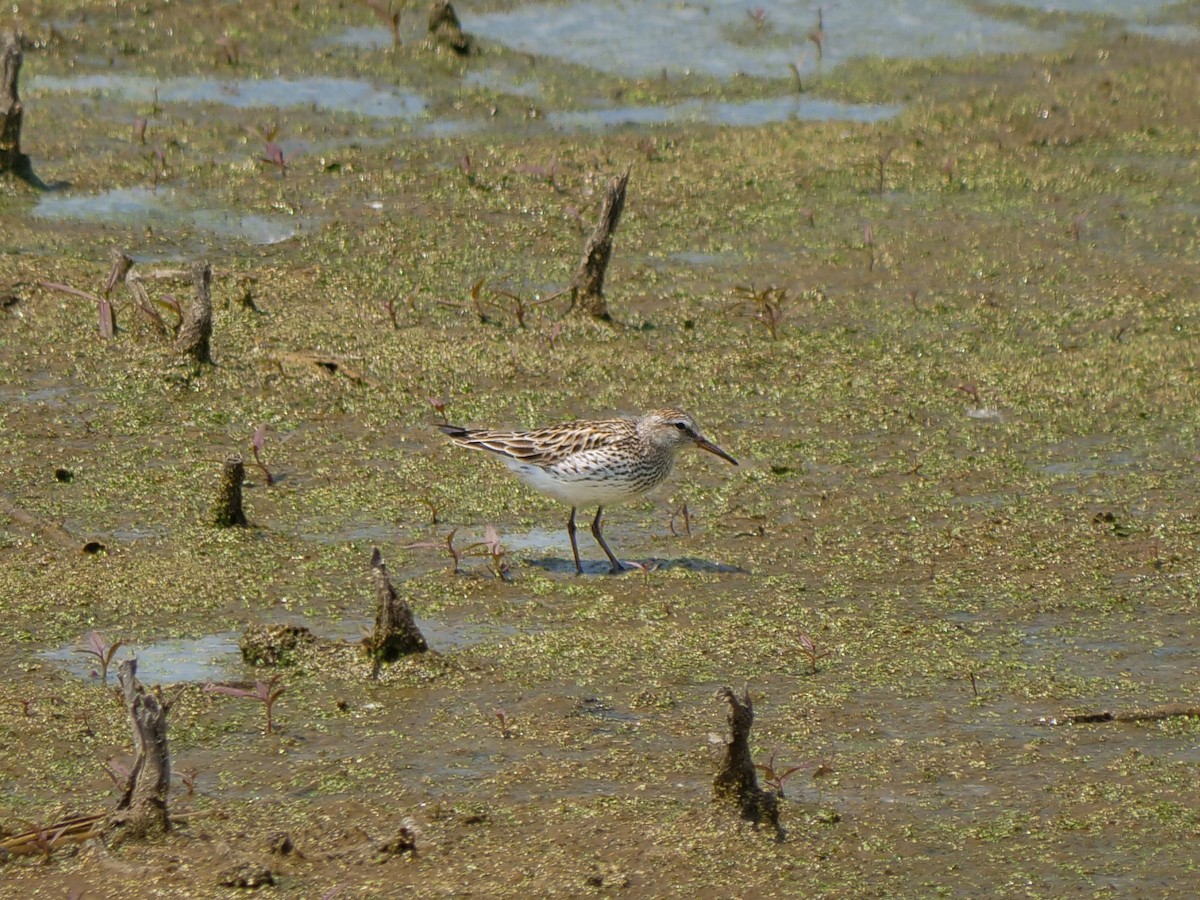 White-rumped Sandpiper - ML637259772
