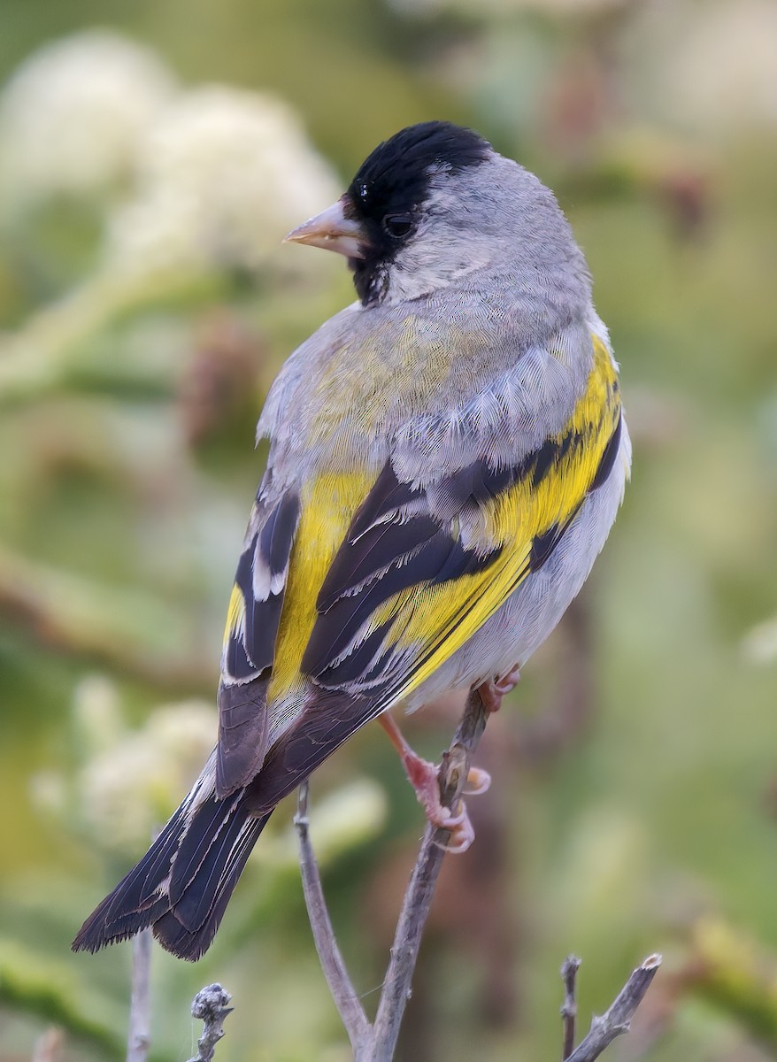 Lawrence's Goldfinch - ML637259849