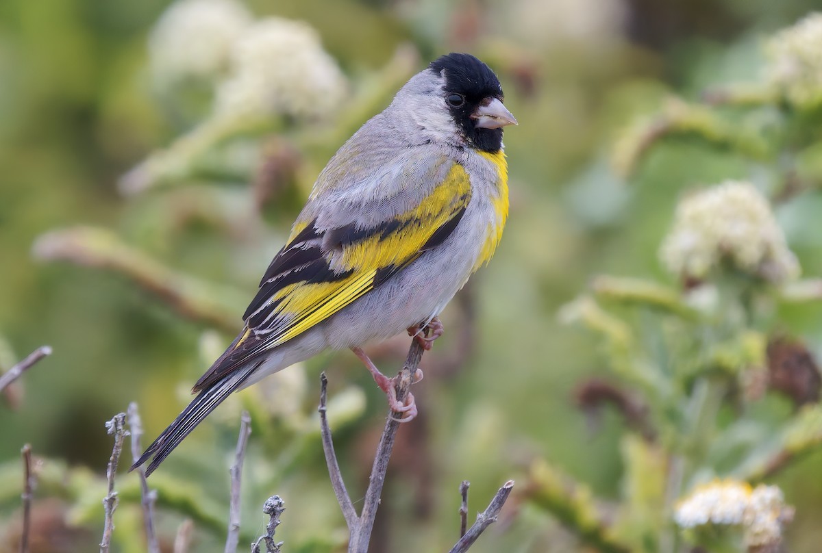 Lawrence's Goldfinch - ML637259850
