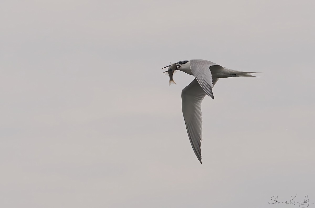 Sandwich Tern (Eurasian) - ML637259868