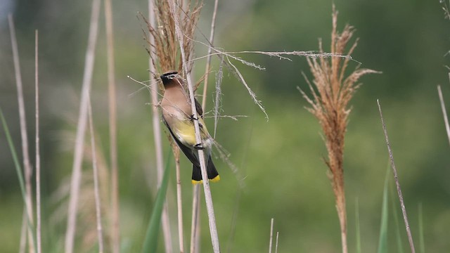 Cedar Waxwing - ML637259918
