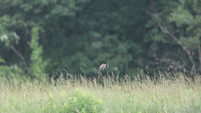 Western Kingbird - ML637259925