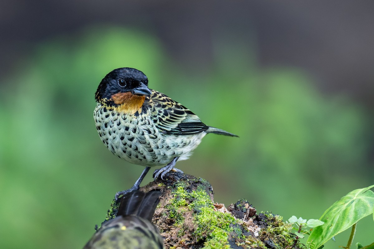 Rufous-throated Tanager - ML637260020