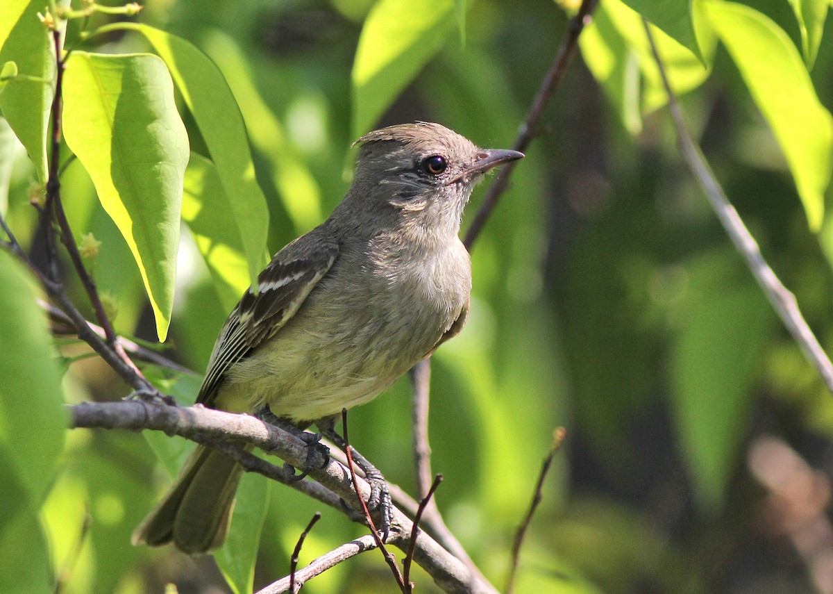 Plain-crested Elaenia - ML637260030