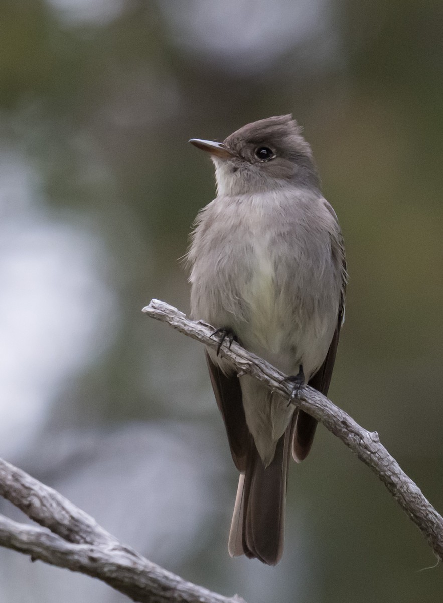 Western Wood-Pewee - ML637260066