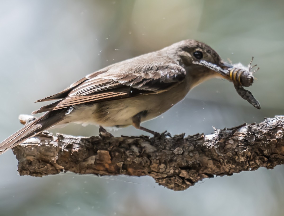 Western Wood-Pewee - ML637260070