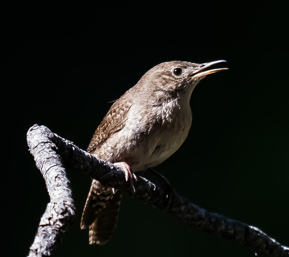 Northern House Wren - ML637260180