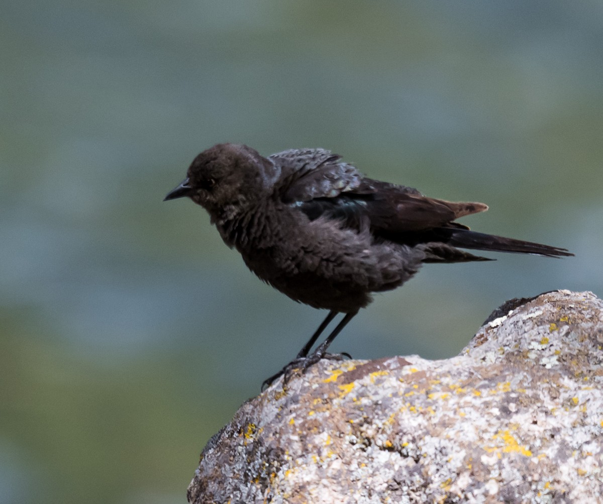 Brewer's Blackbird - ML637260200