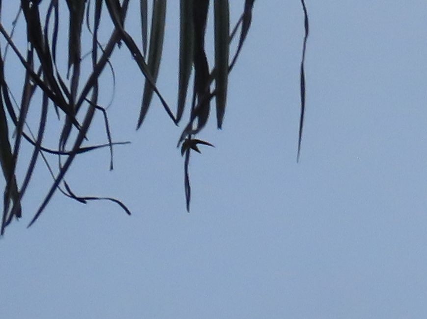 Gray-rumped Swift - ML637260277