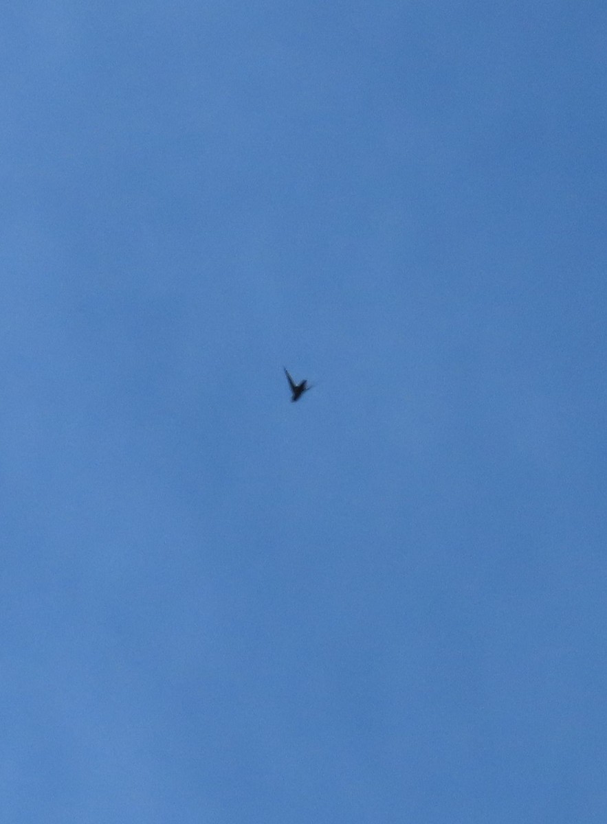 Gray-rumped Swift - ML637260278
