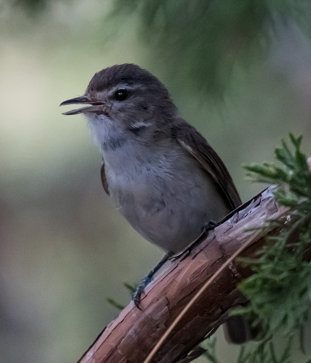 Western Warbling Vireo - ML637260286