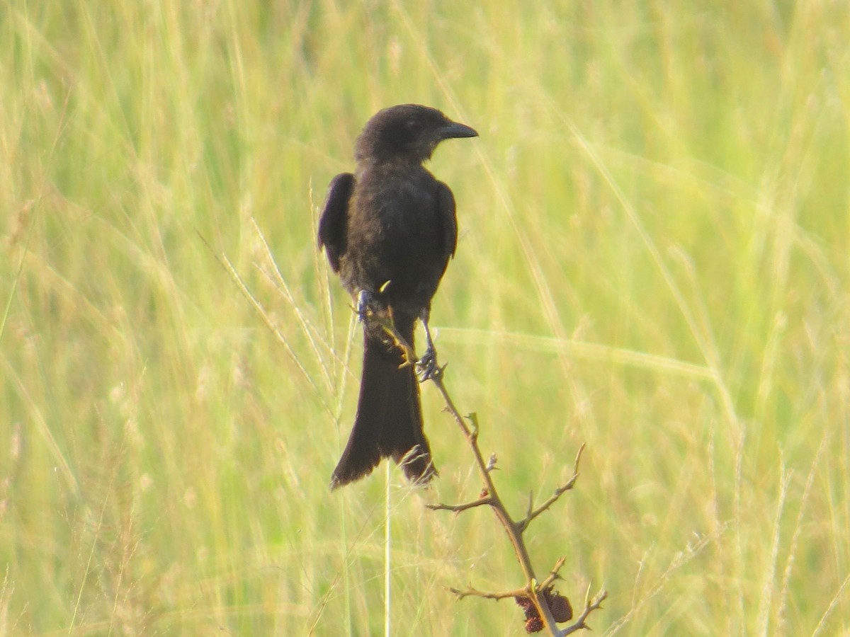 Fork-tailed Drongo (adsimilis Group) - ML637260321