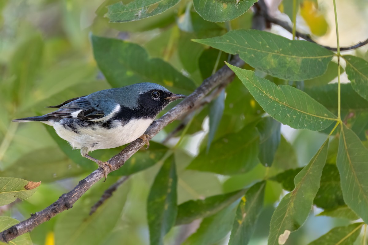 Black-throated Blue Warbler - ML637260446