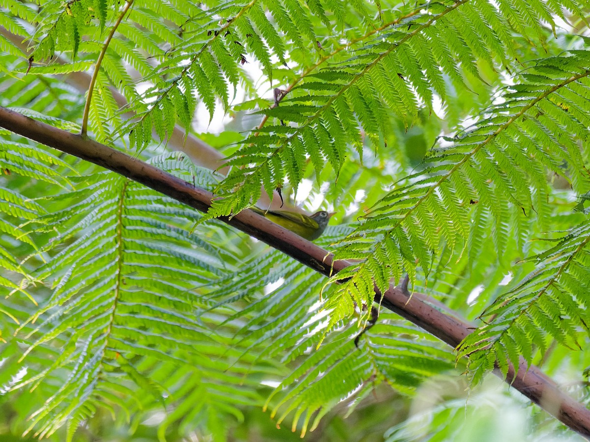 Chestnut-crowned Warbler - ML637260461